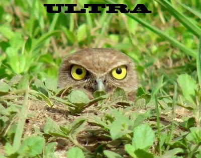 ultraal.jpg