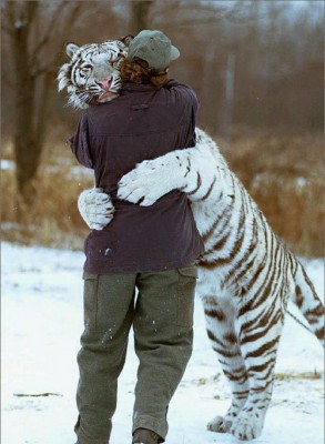 2007-01-18_161936_tiger.jpg