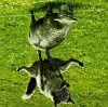 11.gif