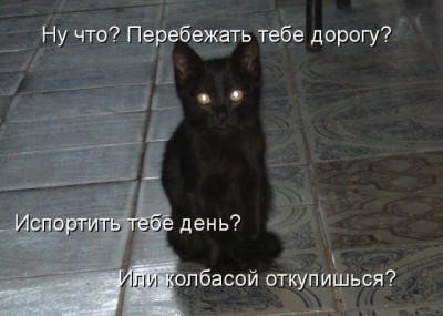 котёнок вымогатель.jpg