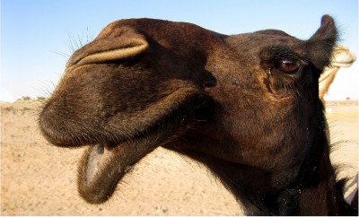 Funny-Camel.jpg