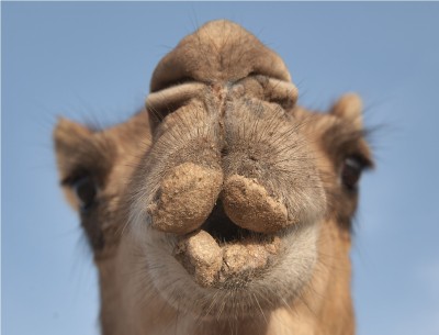 doha_education_city-animal_face_camel_market_souq.jpg