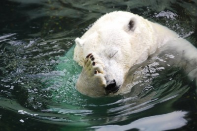 polar-bear-facepalm.jpg